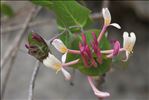 Lonicera implexa Aiton