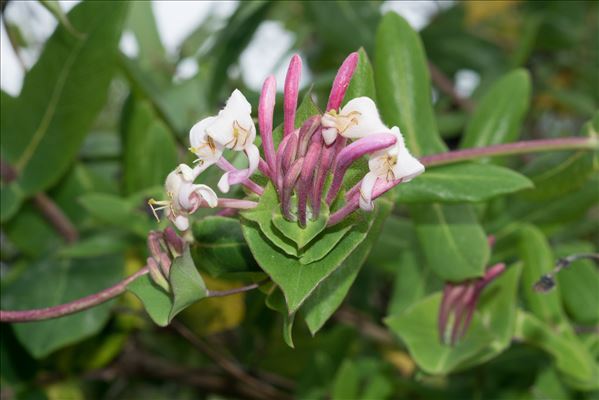 Lonicera implexa Aiton