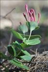 Lonicera implexa Aiton