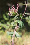 Lonicera implexa Aiton