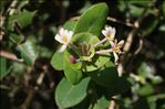 Lonicera implexa Aiton