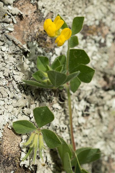 Lotus ornithopodioides L.