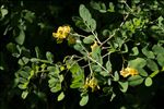 Colutea arborescens L.