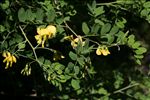 Colutea arborescens L.