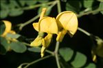 Colutea arborescens L.