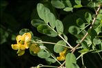 Colutea arborescens L.