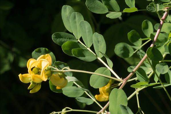 Colutea arborescens L.