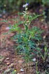 Lupinus angustifolius subsp. reticulatus (Desv.) Arcang.