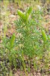 Lupinus angustifolius subsp. reticulatus (Desv.) Arcang.