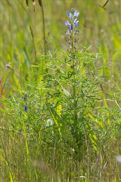 Lupinus angustifolius subsp. reticulatus (Desv.) Arcang.