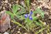 Lupinus micranthus Guss.