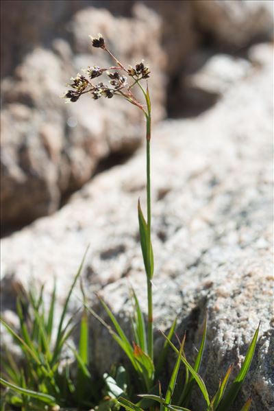 Luzula alpinopilosa (Chaix) Breistr. subsp. alpinopilosa