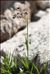 Luzula alpinopilosa (Chaix) Breistr. subsp. alpinopilosa