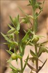 Lysimachia linum-stellatum L.