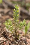 Lysimachia linum-stellatum L.