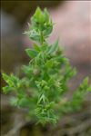 Lysimachia linum-stellatum L.