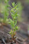 Lysimachia linum-stellatum L.