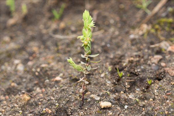 Lysimachia linum-stellatum L.