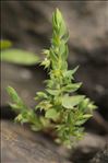 Lysimachia linum-stellatum L.