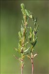 Lythrum thymifolia L.