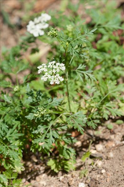 Aethusa cynapium subsp. elata (Friedl.) Schübler & G.Martens