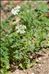 Aethusa cynapium subsp. elata (Friedl.) Schübler & G.Martens