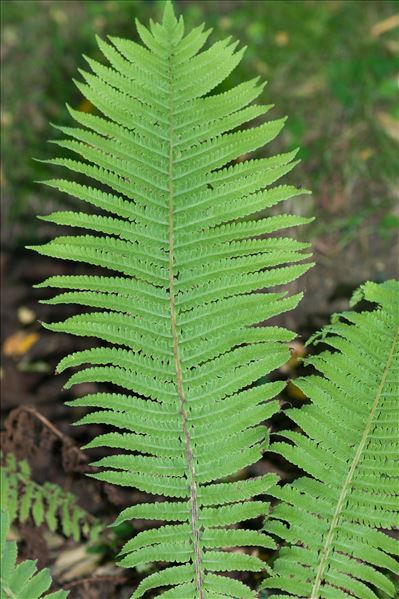 Matteuccia struthiopteris (L.) Tod.