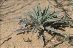 Matthiola sinuata (L.) R.Br.