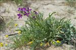 Matthiola sinuata (L.) R.Br.