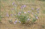 Matthiola sinuata (L.) R.Br.