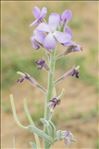 Matthiola sinuata (L.) R.Br.