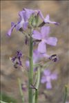 Matthiola sinuata (L.) R.Br.