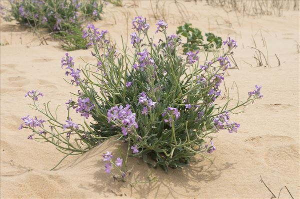 Matthiola sinuata (L.) R.Br.