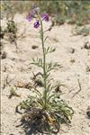 Matthiola sinuata (L.) R.Br.