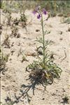 Matthiola sinuata (L.) R.Br.