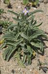 Matthiola sinuata (L.) R.Br.