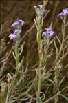 Matthiola sinuata (L.) R.Br.