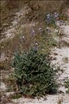 Matthiola sinuata (L.) R.Br.