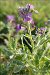 Matthiola tricuspidata (L.) R.Br.