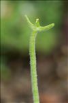 Matthiola tricuspidata (L.) R.Br.