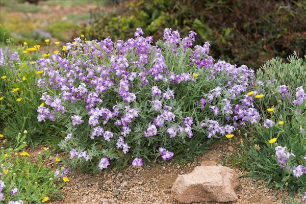 Matthiola tricuspidata (L.) R.Br.