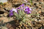 Matthiola tricuspidata (L.) R.Br.