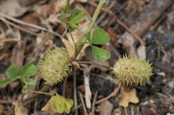 Medicago murex subsp. sphaerocarpos (Bertol.) I.Lesins & K.A.Lesins