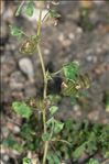 Medicago orbicularis var. marginata (Willd.) Benth.