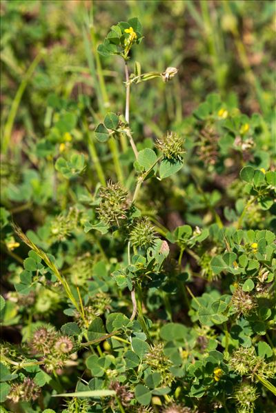 Medicago praecox DC.