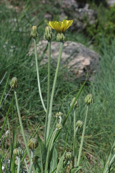 Crepis albida Vill.