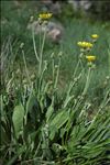 Crepis albida Vill. subsp. albida