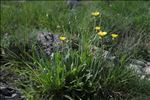 Crepis albida Vill. subsp. albida