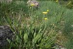 Crepis albida Vill. subsp. albida