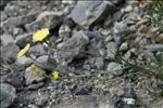 Crepis albida Vill.